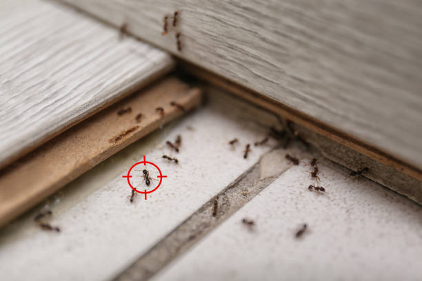 Best Affordable Exterminators  in Madison, WI