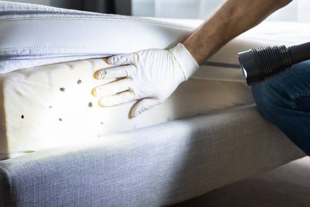 Best Pest Control Near Me in Madison, WI
