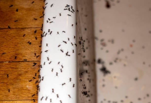 Bird Control in Madison, WI